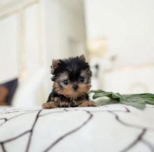 Best Quality Yorkie puppies for adoption to any lovely homes.... Image eClassifieds4u 2