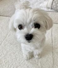 Excellence lovely Male and Female maltese Puppies for adoption.. Image eClassifieds4u 2