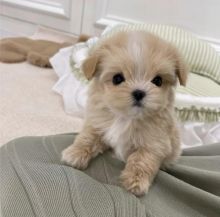 Excellence lovely Male and Female maltipoo Puppies for adoption.. Image eClassifieds4u 2