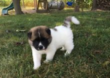 Healthy male and female Akita puppies available
