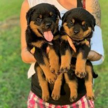 Lovely CKC Female and Male Rottweiler puppies available