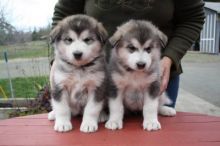 Magnificent Alaskan Malamute puppies