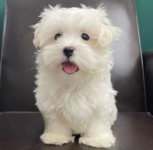 male and female Maltese puppies