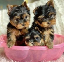 Registered Yorkshire Terrier puppies available