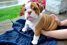 Trained English Bulldog puppies available