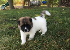 Healthy male and female Akita puppies available Image eClassifieds4u