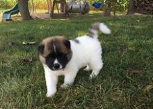 Healthy male and female Akita puppies available Image eClassifieds4u 1