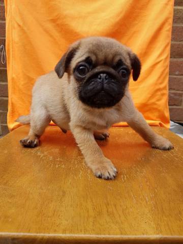 Top quality Pug puppies Image eClassifieds4u