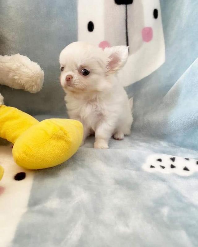 Chihuahua Puppies ready for new families.Email petsfarm21@gmail.com Image eClassifieds4u