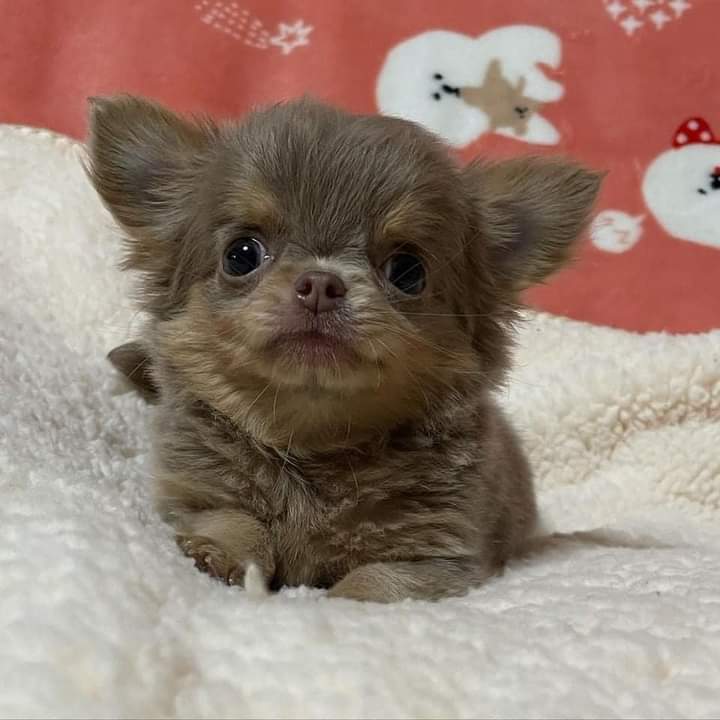 Chihuahua Puppies ready for new families.Email petsfarm21@gmail.com Image eClassifieds4u