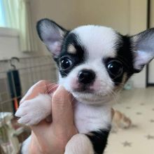 Chihuahua Puppies ready for new families.Email petsfarm21@gmail.com or text (831)-512-9409 Image eClassifieds4u 3