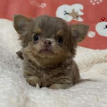 Chihuahua Puppies ready for new families.Email petsfarm21@gmail.com or text (831)-512-9409 Image eClassifieds4u 3