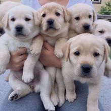 Best Quality male and female labrador retriever puppies for adoption