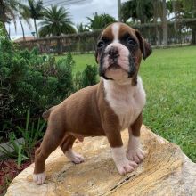 Excellence lovely Male and Female boxer Puppies for adoption