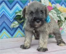 Excellence lovely Male and Female schnauzer Puppies for adoption