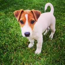 jack russel terrii Puppies Male and female For Adoption