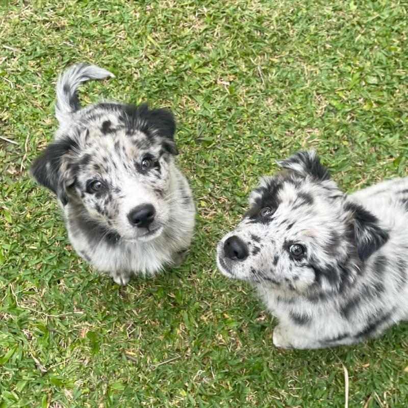 Australian Shepherd Puppies. Image eClassifieds4u
