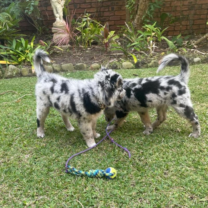 Charming Australian Shepherd puppies are now ready Image eClassifieds4u