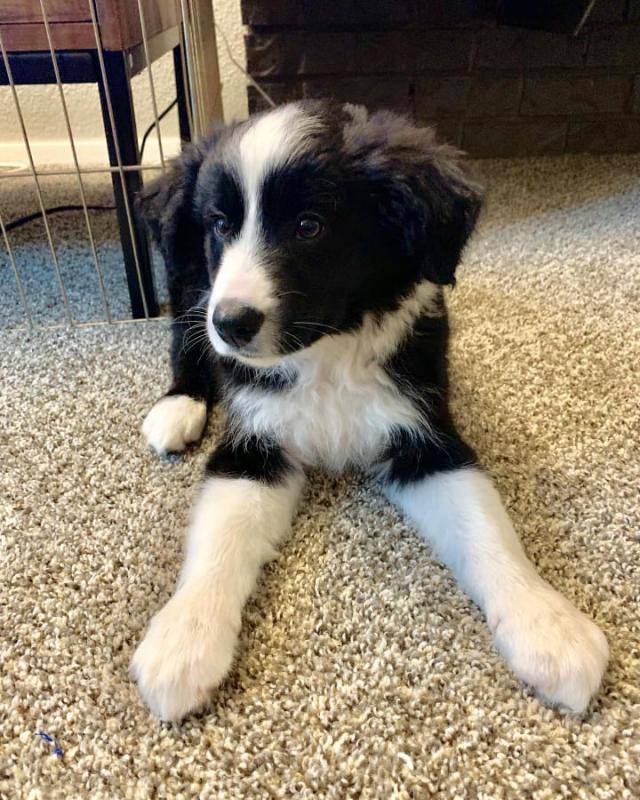 Two Lovely Border collie puppies available. Image eClassifieds4u