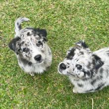 Charming Australian Shepherd puppies are now ready
