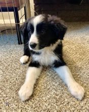 Two Lovely Border collie puppies available.