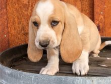 basset hound puppies Male and female for adoption