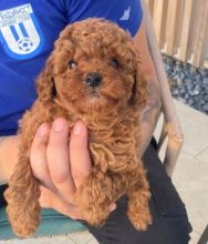 Beautiful CKC Toy Poodle puppies available