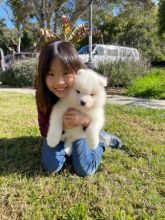 Beautiful Samoyed puppies