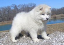 Cute male and female Toy American Eskimo Puppies available