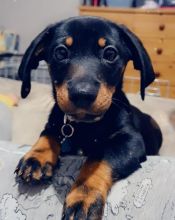 Dachshund pups for rehoming