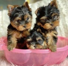 Lovely Yorkshire Terrier puppies