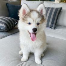 Pomsky Puppies Available