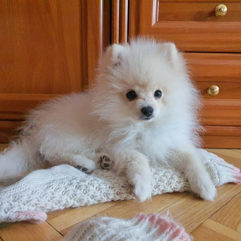 Amazing Pomeranian Puppies Image eClassifieds4u