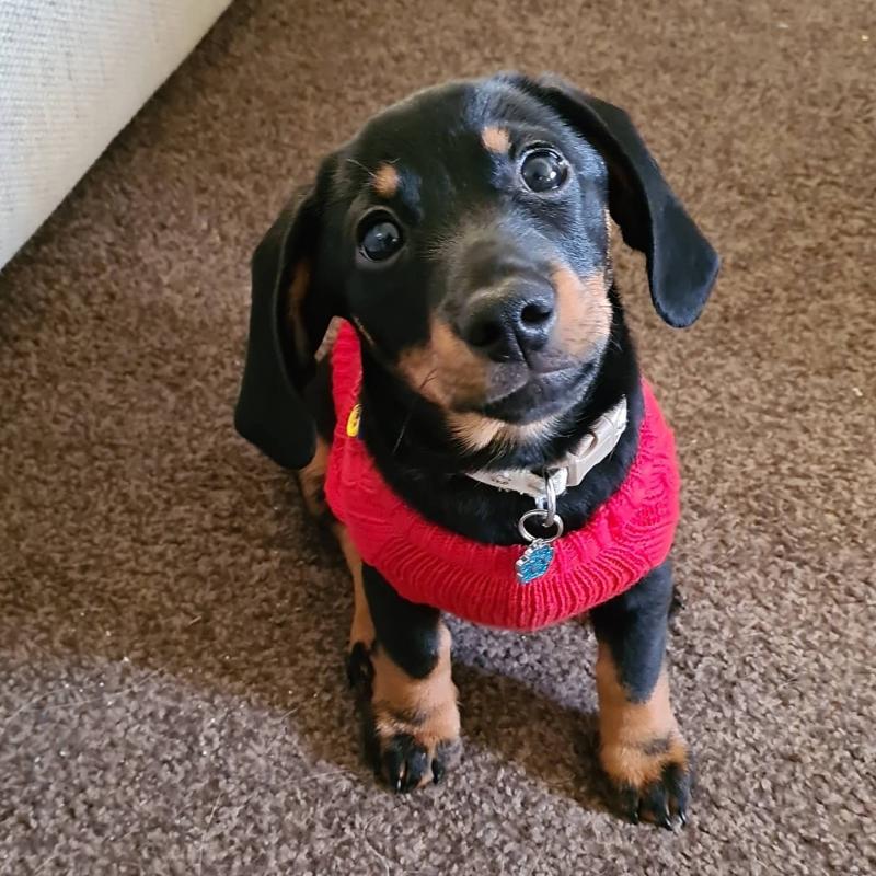 Dachshund pups for rehoming Image eClassifieds4u