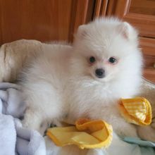 Gorgeous Pomeranian Pups Image eClassifieds4U