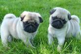 Adorable Pug puppies available Image eClassifieds4U