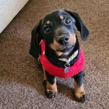 Dachshund pups for rehoming Image eClassifieds4u 3