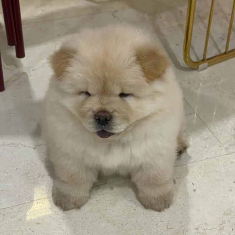 Cute Chow Chow Puppies Available Image eClassifieds4u