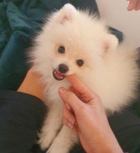 Gorgeous female and male Pomeranian puppies.