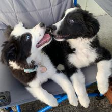 Two Lovely Border collie puppies available. Image eClassifieds4U