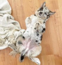 Australian Shepherd Puppies. Image eClassifieds4u 1