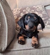Dachshund pups for rehoming Image eClassifieds4u 1