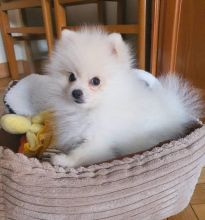 Two Beautiful Pomeranian Puppies Image eClassifieds4U
