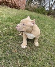 Best Quality male and female American bully puppy for adoption...