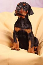 Affectionate Doberman Pinscher Puppies 💕Delivery Available🌎 Image eClassifieds4u 1
