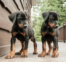 Affectionate Doberman Pinscher Puppies 💕Delivery Available🌎 Image eClassifieds4u 2