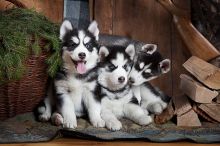 Blue Eyed Siberian Husky Puppies 💕Delivery Available🌎