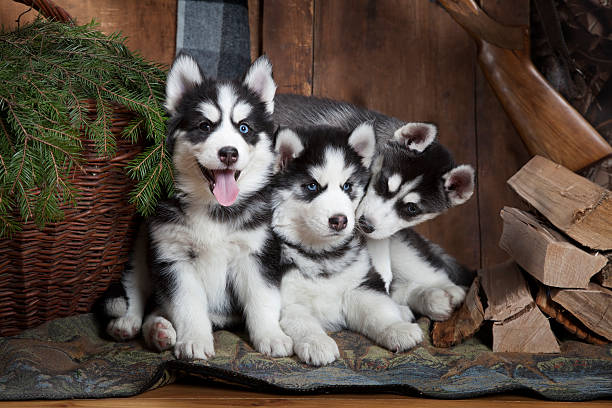 Blue Eyed Siberian Husky Puppies 💕Delivery Available🌎 Image eClassifieds4u