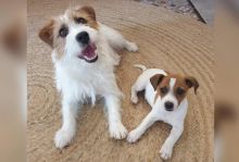 Awesome Jack Russell Puppies 💕Delivery Available🌎 Image eClassifieds4U