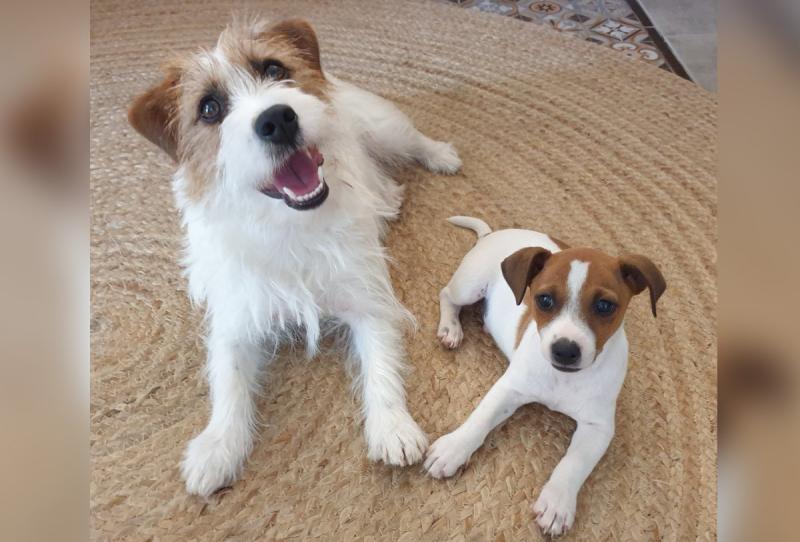 Registered Jack Russell Puppies 💕Delivery Available🌎 Image eClassifieds4u